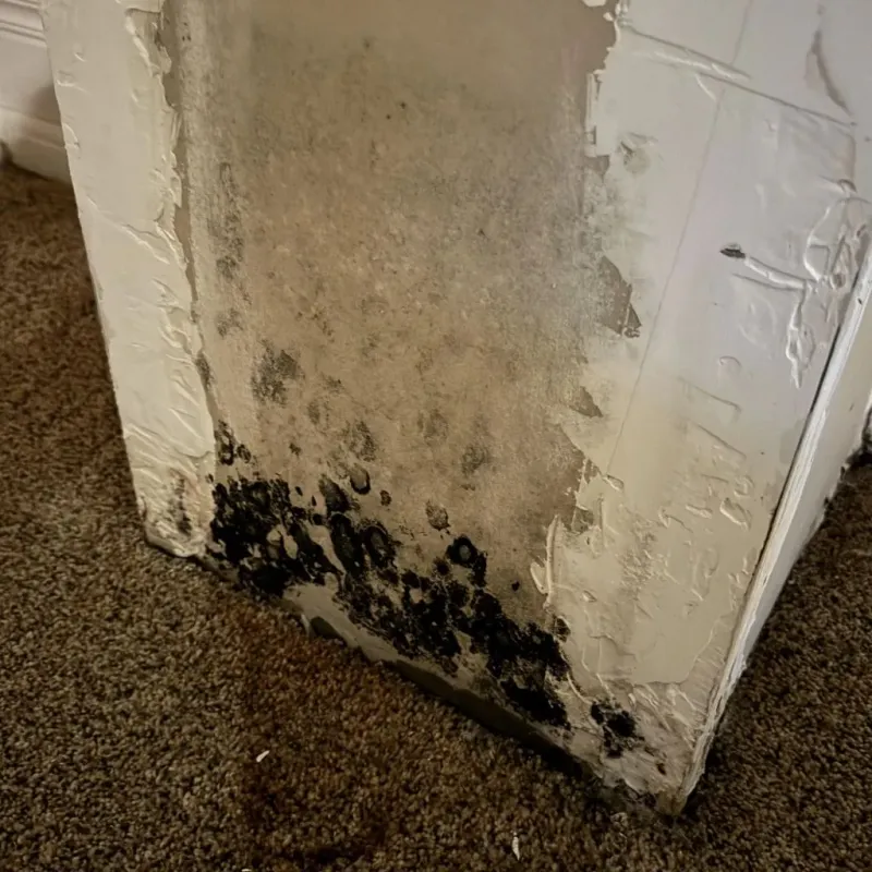 Professional Mold Removal in McComb, OH